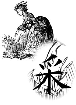 Etymology of the character 采