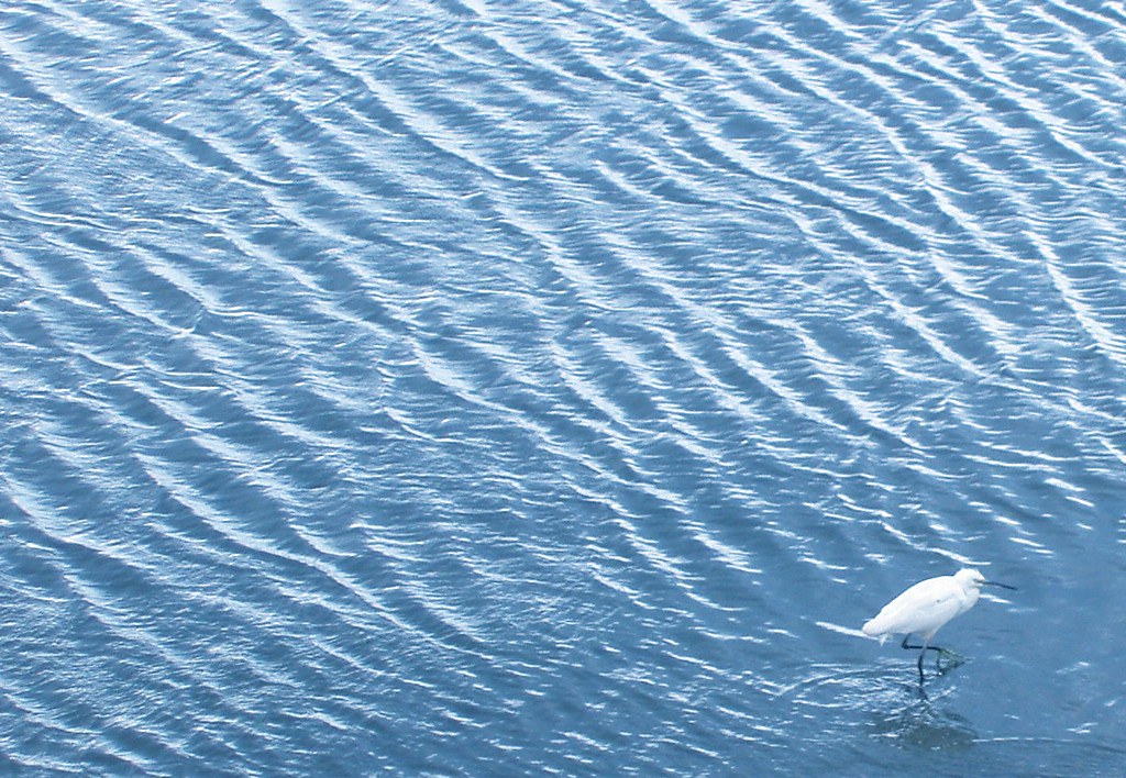 Water surface showing several ripple patterns plus reflections off of the bird's legs