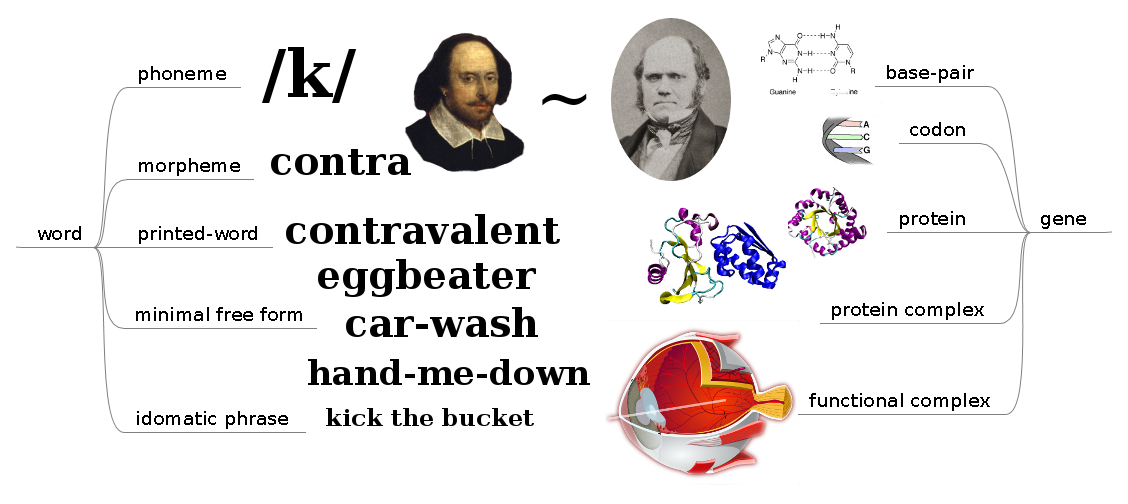 Side-by-side depiction of the lexical and genetic stacks